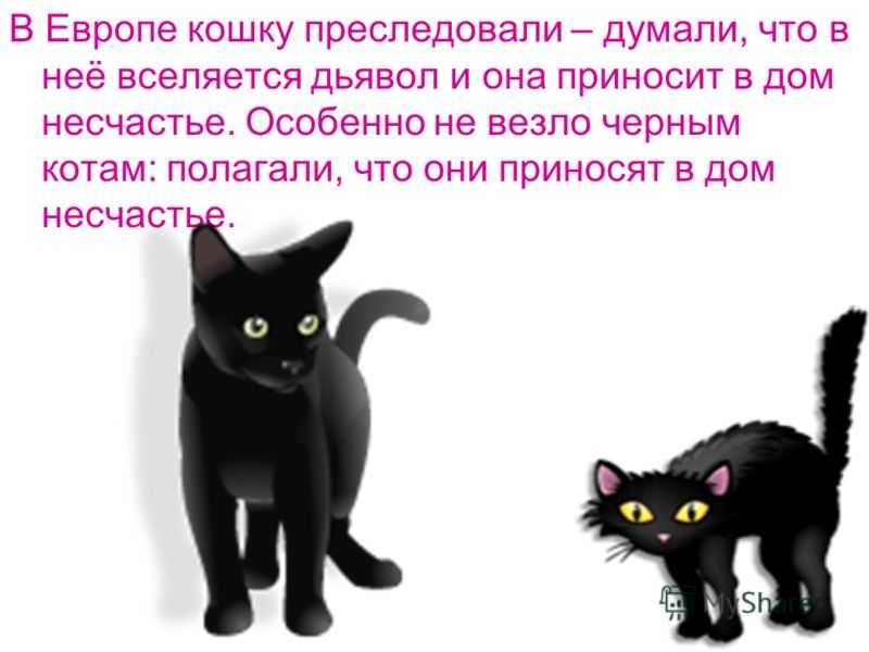 Черный кот: приметы и суеверия, можно ли заводить дома, что будет, если перебежал дорогу