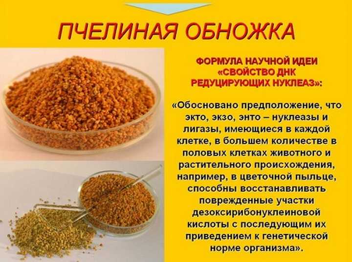 Пыльца пчелиная: полезные свойства, как принимать, противопоказания, что такое обножка