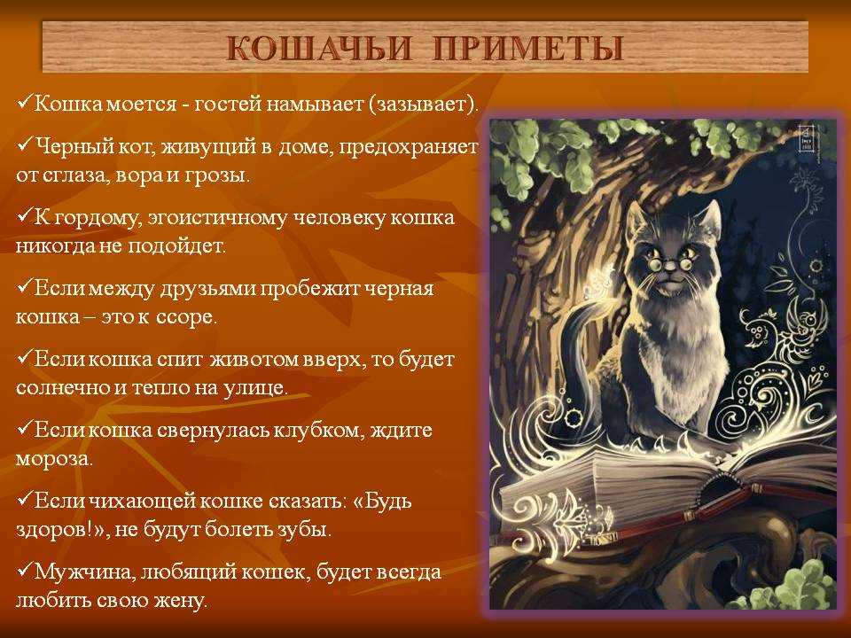 6 причин почему черный кот в доме это хорошо