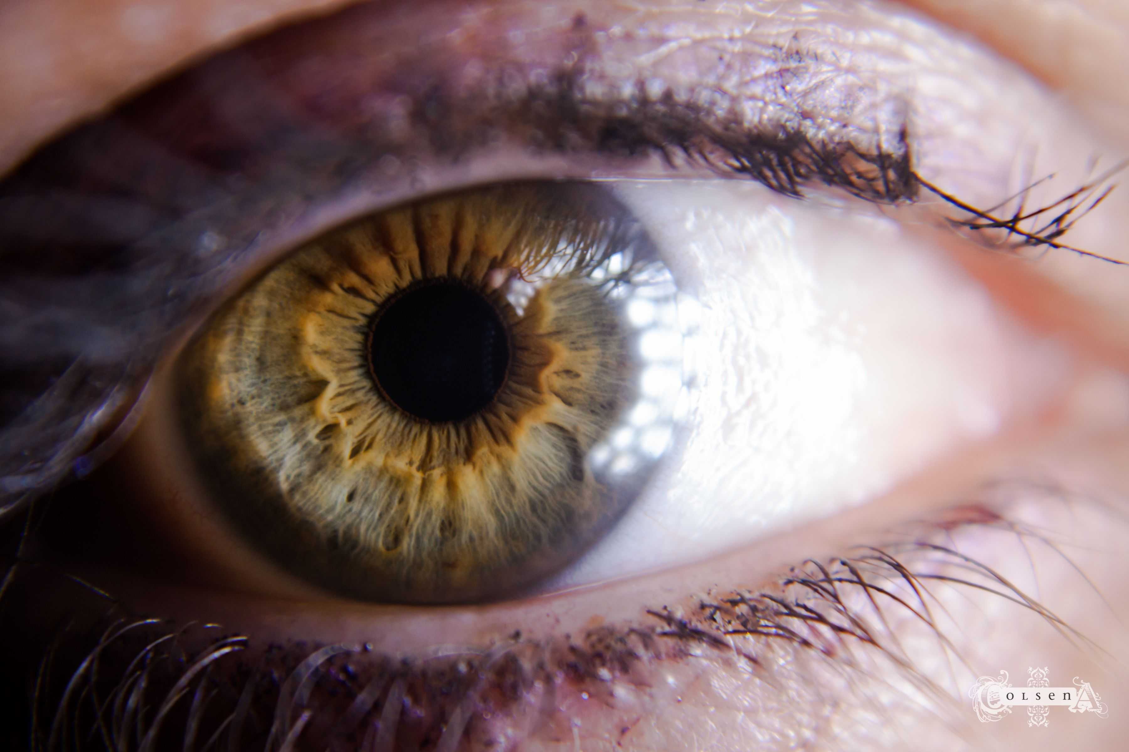 Болотный цвет глаз гетерохромия