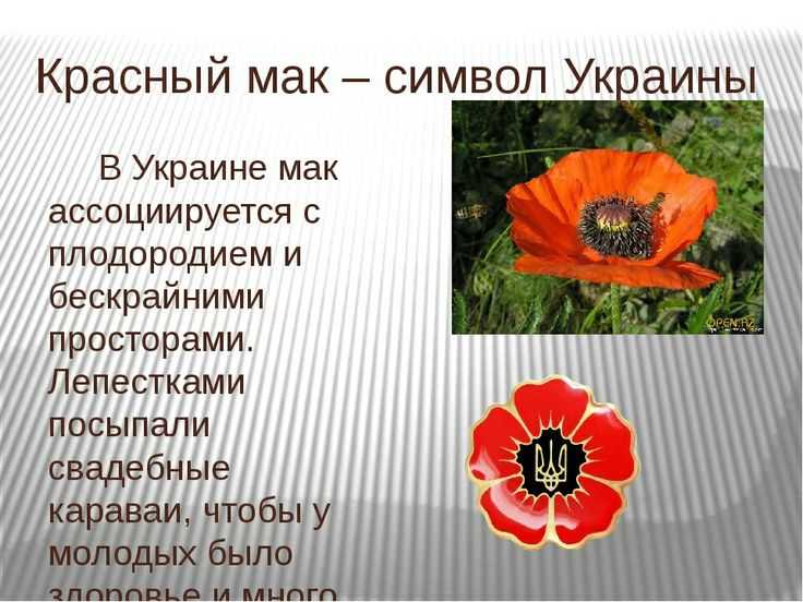 Поверья, легенды и приметы о маке в культурах различных народов