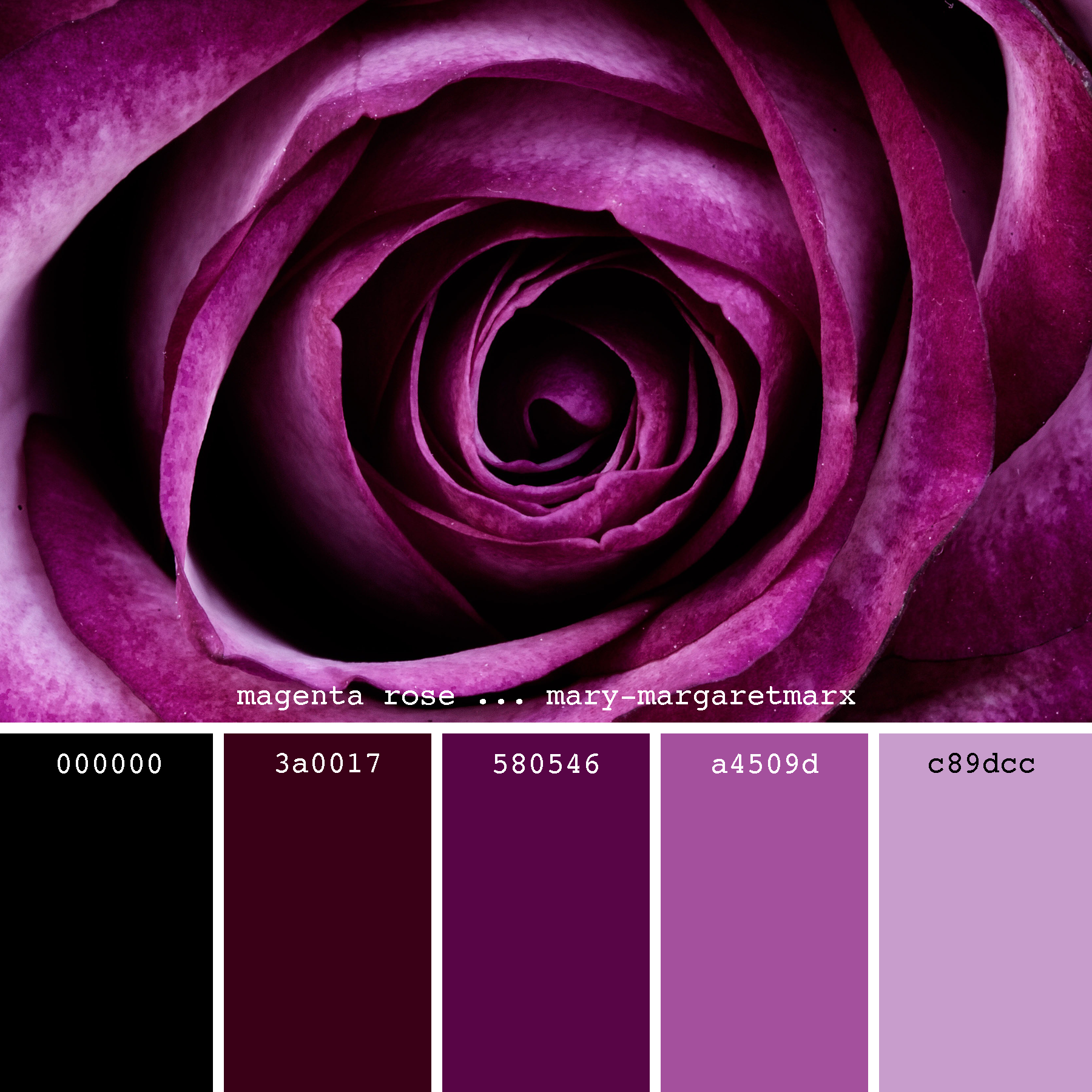 Пурпурный цвет какой показать фото цветов